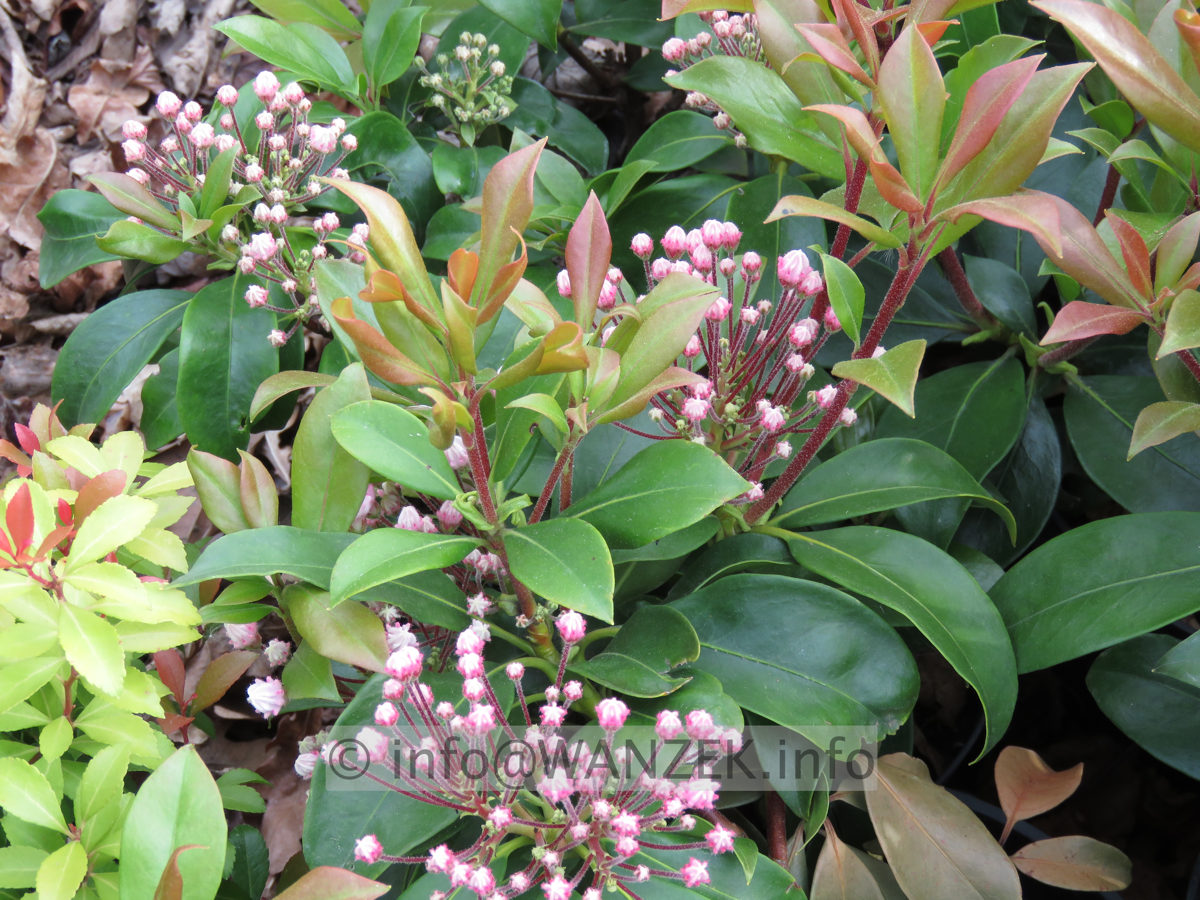 Kalmia latifolia Mitternacht  knospige Bluete 01.JPG